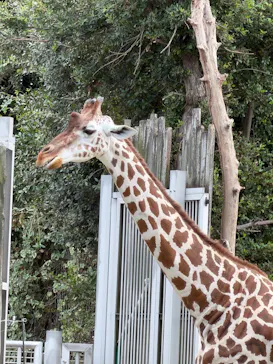 天王寺動物園に投稿された画像（2026/10/12）