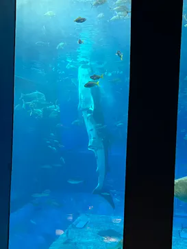 沖縄美ら海水族館に投稿された画像（2026/10/12）
