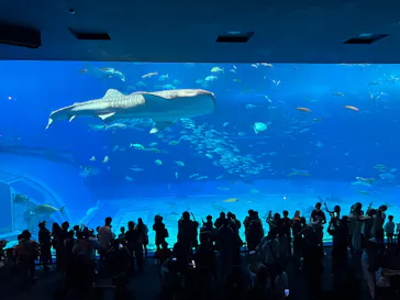 沖縄美ら海水族館に投稿された画像（2026/10/12）