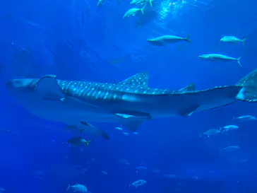 沖縄美ら海水族館に投稿された画像（2026/10/12）