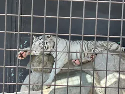 秋吉台自然動物公園 サファリランドに投稿された画像（2026/10/12）