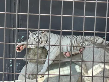 秋吉台自然動物公園 サファリランドに投稿された画像（2026/10/12）