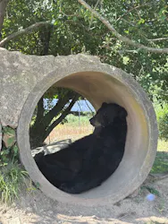 秋吉台自然動物公園 サファリランドに投稿された画像（2026/10/12）