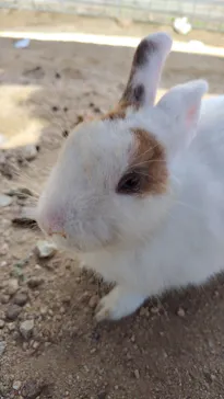 しろとり動物園に投稿された画像（2026/10/12）
