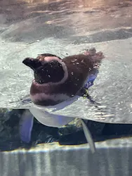 すみだ水族館に投稿された画像（2026/10/12）