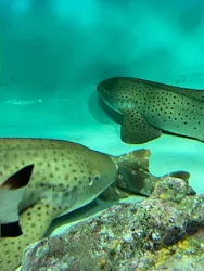 アクアワールド茨城県大洗水族館に投稿された画像（2026/10/12）