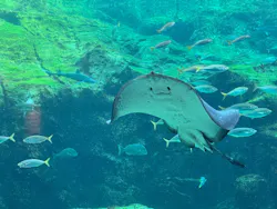 九十九島水族館海きららに投稿された画像（2026/10/12）