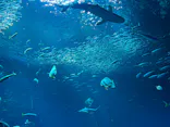 アクアワールド茨城県大洗水族館に投稿された画像（2026/10/12）