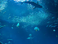 アクアワールド茨城県大洗水族館に投稿された画像（2026/10/12）