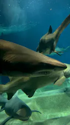 アクアワールド茨城県大洗水族館に投稿された画像（2026/10/12）