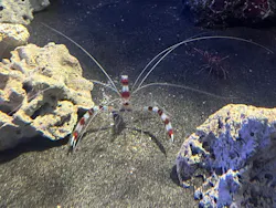 アクアワールド茨城県大洗水族館に投稿された画像（2026/10/12）