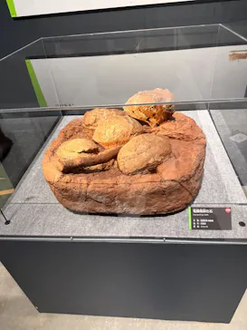 福井県立恐竜博物館に投稿された画像（2026/10/12）