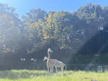 名古屋市東山動植物園に投稿された画像（2026/10/12）