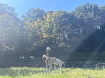 名古屋市東山動植物園に投稿された画像（2026/10/12）