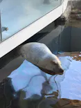 しながわ水族館に投稿された画像（2026/10/12）