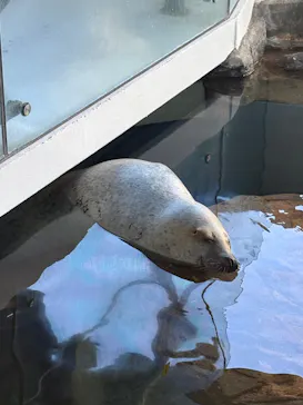 しながわ水族館に投稿された画像（2026/10/12）