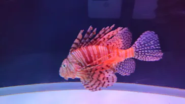 大分マリーンパレス水族館 「うみたまご」に投稿された画像（2026/10/12）