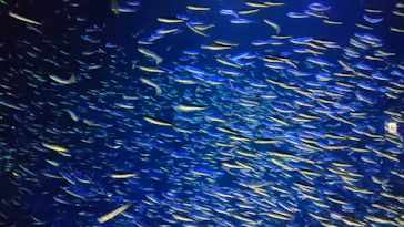 大分マリーンパレス水族館 「うみたまご」に投稿された画像（2026/10/12）