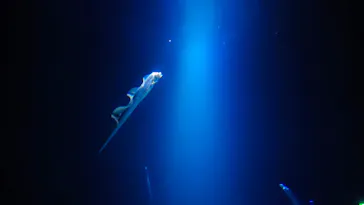 大分マリーンパレス水族館 「うみたまご」に投稿された画像（2026/10/12）
