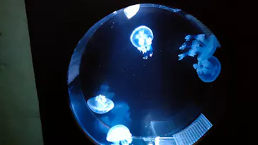 大分マリーンパレス水族館 「うみたまご」に投稿された画像（2026/10/12）