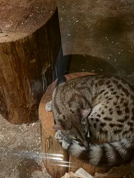 名古屋市東山動植物園に投稿された画像（2026/10/12）