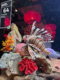 横浜開運水族館 フォーチュンアクアリウムに投稿された画像（2026/10/12）