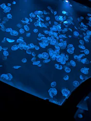 すみだ水族館に投稿された画像（2026/10/12）