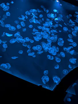 すみだ水族館に投稿された画像（2026/10/12）