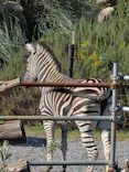 千葉市動物公園に投稿された画像（2026/10/13）