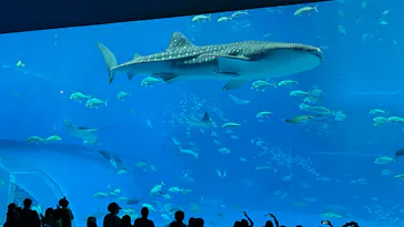 沖縄美ら海水族館に投稿された画像（2026/10/12）
