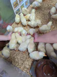 ダチョウ王国石岡ファームに投稿された画像（2026/10/13）