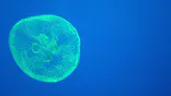 大分マリーンパレス水族館 「うみたまご」に投稿された画像（2026/10/13）