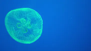 大分マリーンパレス水族館 「うみたまご」に投稿された画像（2026/10/13）