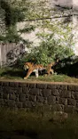 天王寺動物園に投稿された画像（2026/10/13）