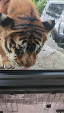 秋吉台自然動物公園 サファリランドに投稿された画像（2026/10/13）