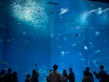アクアワールド茨城県大洗水族館に投稿された画像（2026/10/13）