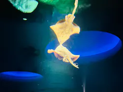アクアワールド茨城県大洗水族館に投稿された画像（2026/10/13）