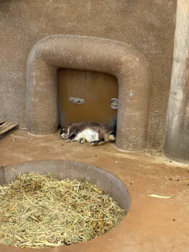 秋吉台自然動物公園 サファリランドに投稿された画像（2026/10/13）
