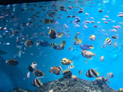 アクアワールド茨城県大洗水族館に投稿された画像（2026/10/13）