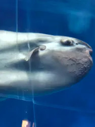 アクアワールド茨城県大洗水族館に投稿された画像（2026/10/13）