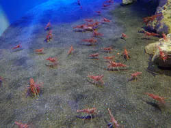 アクアワールド茨城県大洗水族館に投稿された画像（2026/10/13）