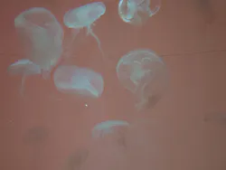 アクアワールド茨城県大洗水族館に投稿された画像（2026/10/13）