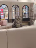 猫カフェPuchiMarry　イオンモール高岡店に投稿された画像（2026/10/13）