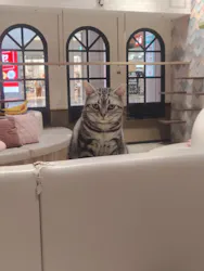 猫カフェPuchiMarry　イオンモール高岡店に投稿された画像（2026/10/13）