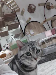 猫カフェPuchiMarry　イオンモール高岡店に投稿された画像（2026/10/13）