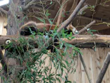 伊豆シャボテン動物公園に投稿された画像（2026/10/13）