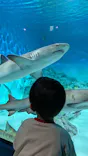 アクアワールド茨城県大洗水族館に投稿された画像（2026/10/13）