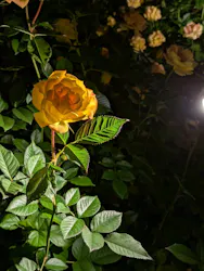 いばらきフラワーパークに投稿された画像（2026/10/13）