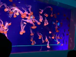 新江ノ島水族館に投稿された画像（2026/10/14）
