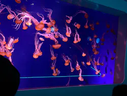 新江ノ島水族館に投稿された画像（2026/10/13）